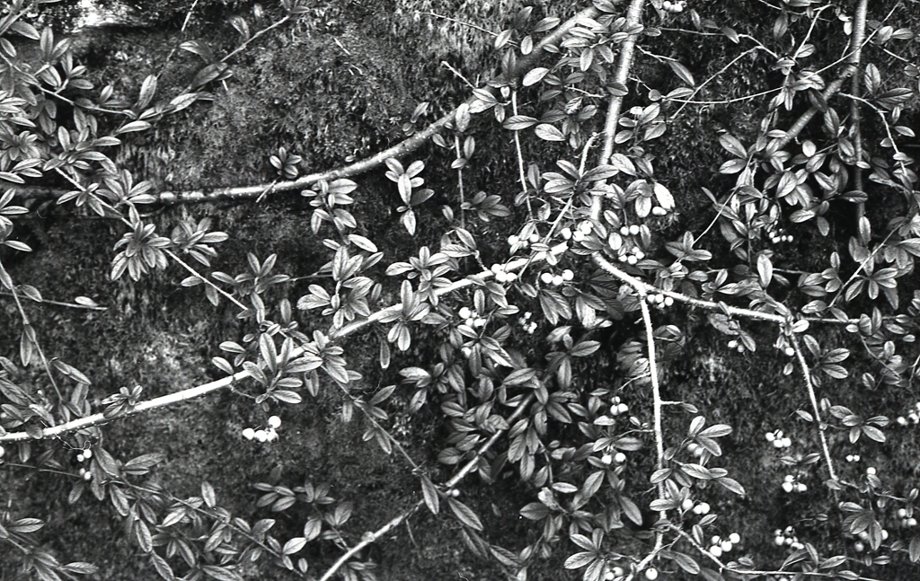 石垣とクロガネモチかな？