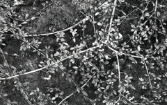 石垣とクロガネモチかな？