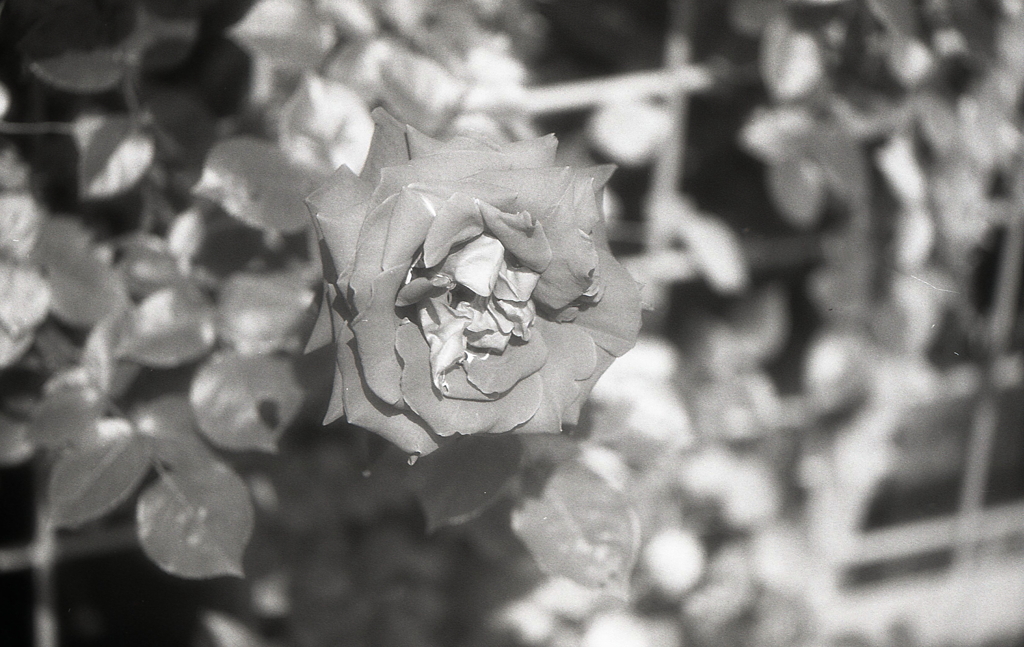 赤い薔薇　～モノクロフィルムPSフィルター試写