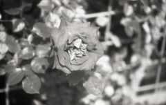 赤い薔薇　～モノクロフィルムPSフィルター試写