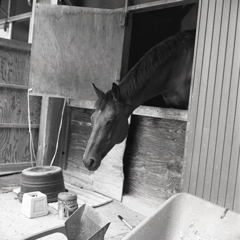 馬の鼻筋