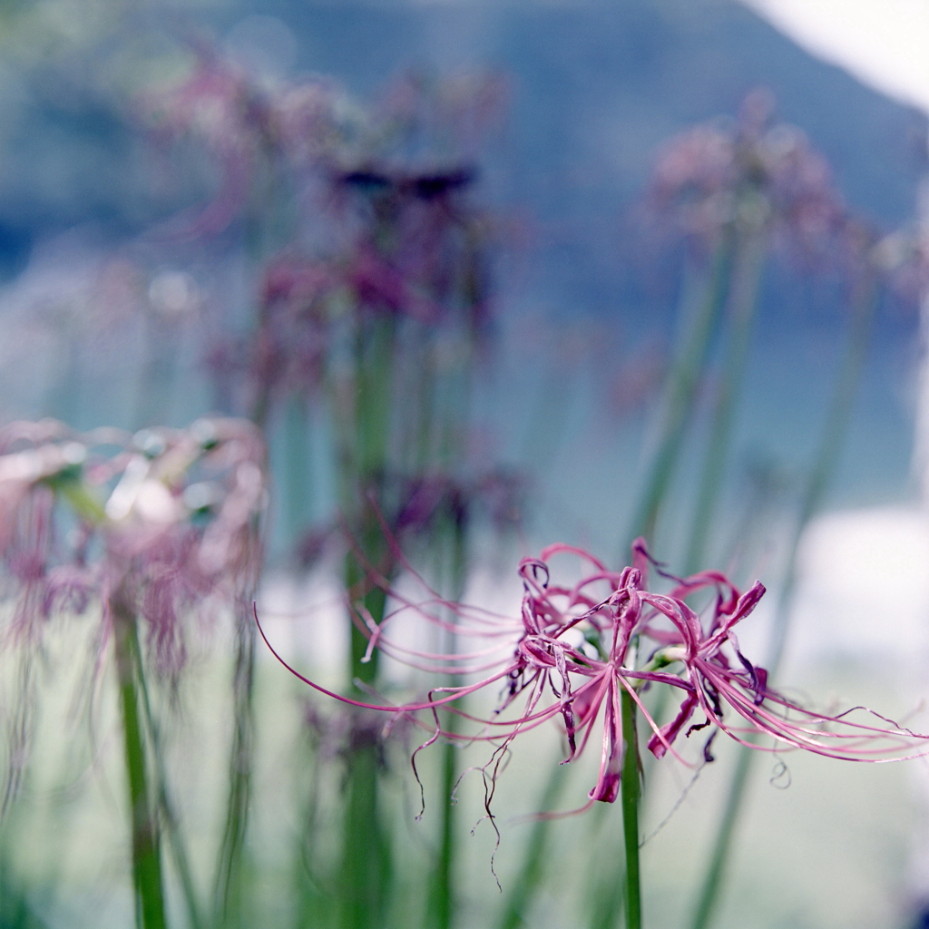 曼殊沙華の終焉