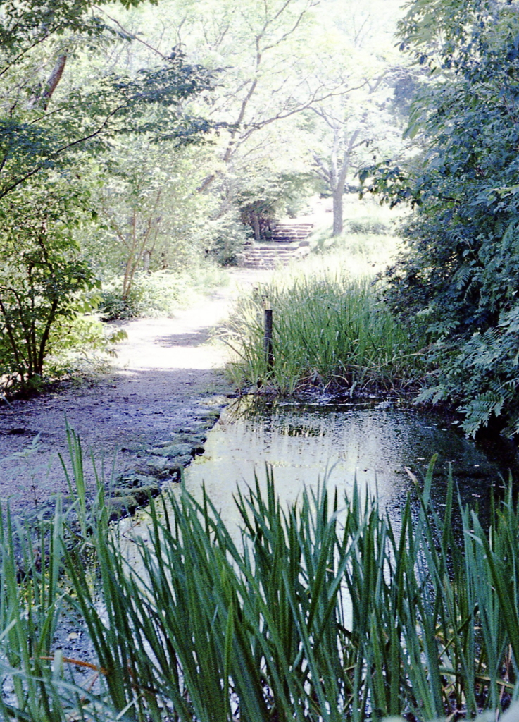 「散策路の水辺」のカラーネガ