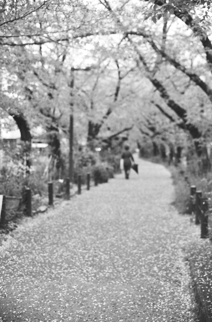 桜木花道Ⅱ