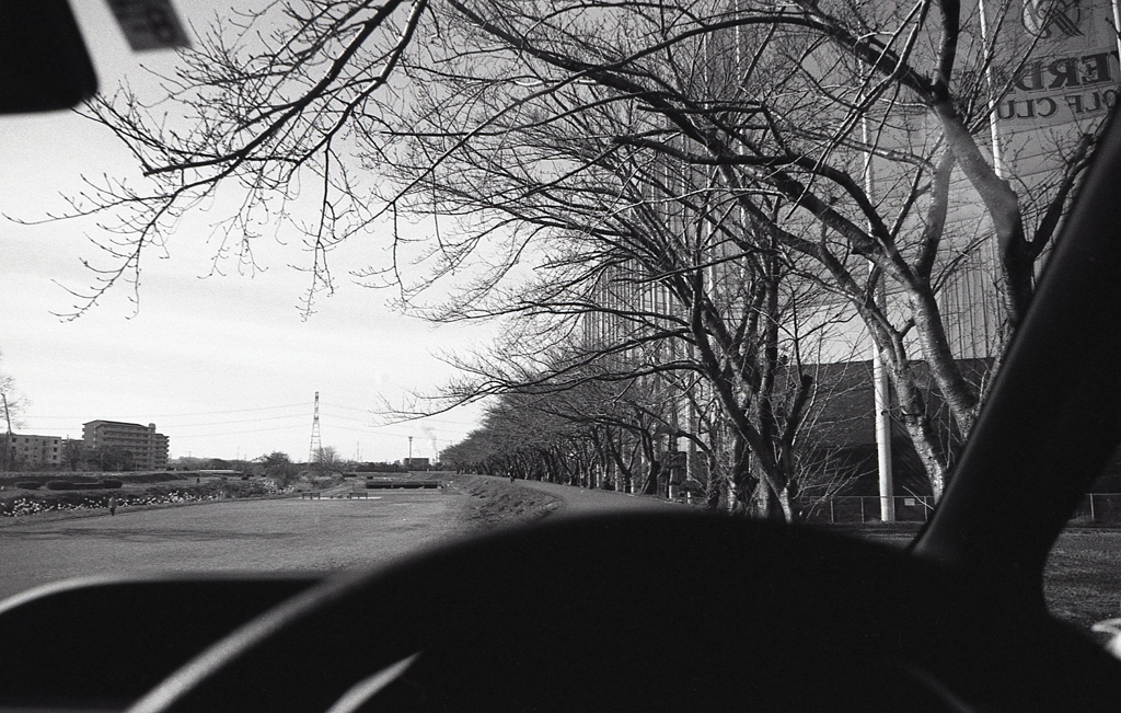 車で抜ける桜並木