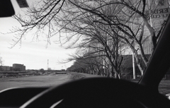 車で抜ける桜並木