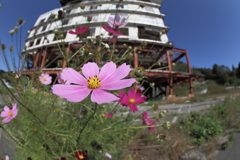 それでも花は咲いていた。