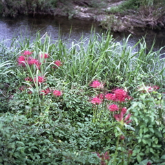 散歩道の曼殊沙華