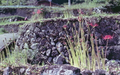 花落ちてもその姿に見惚れる曼殊沙華