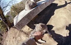 おじさんにも優しい猫たちなんだ。（笑