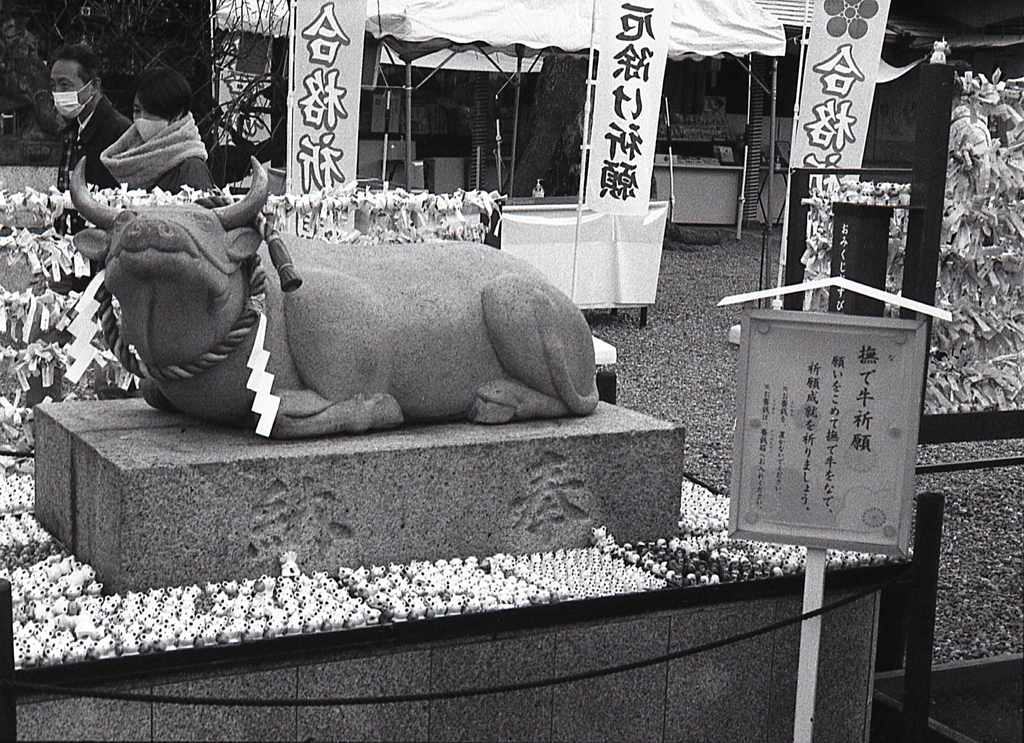 撫で牛祈願