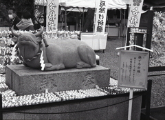 撫で牛祈願