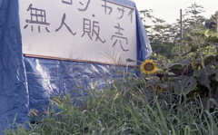 無人販売と向日葵