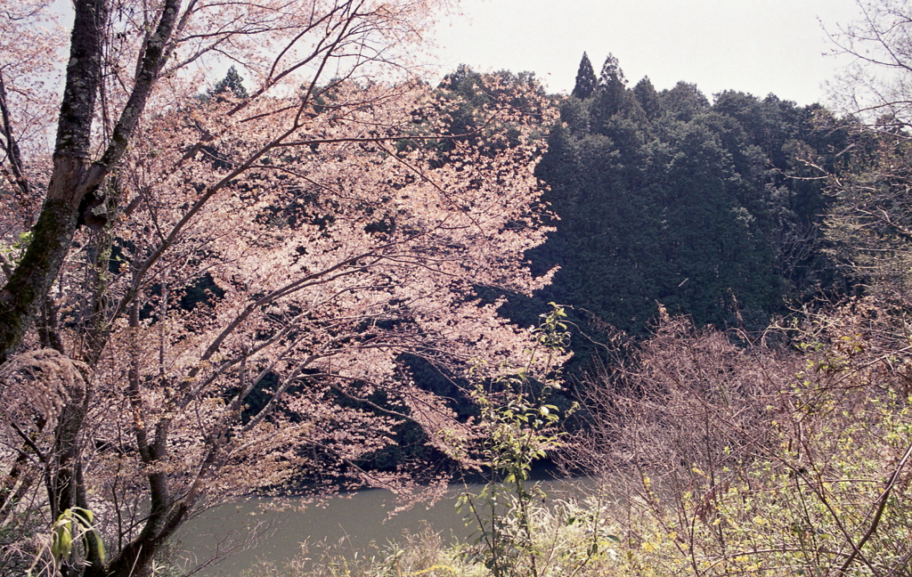 山の桜をひとり眺める