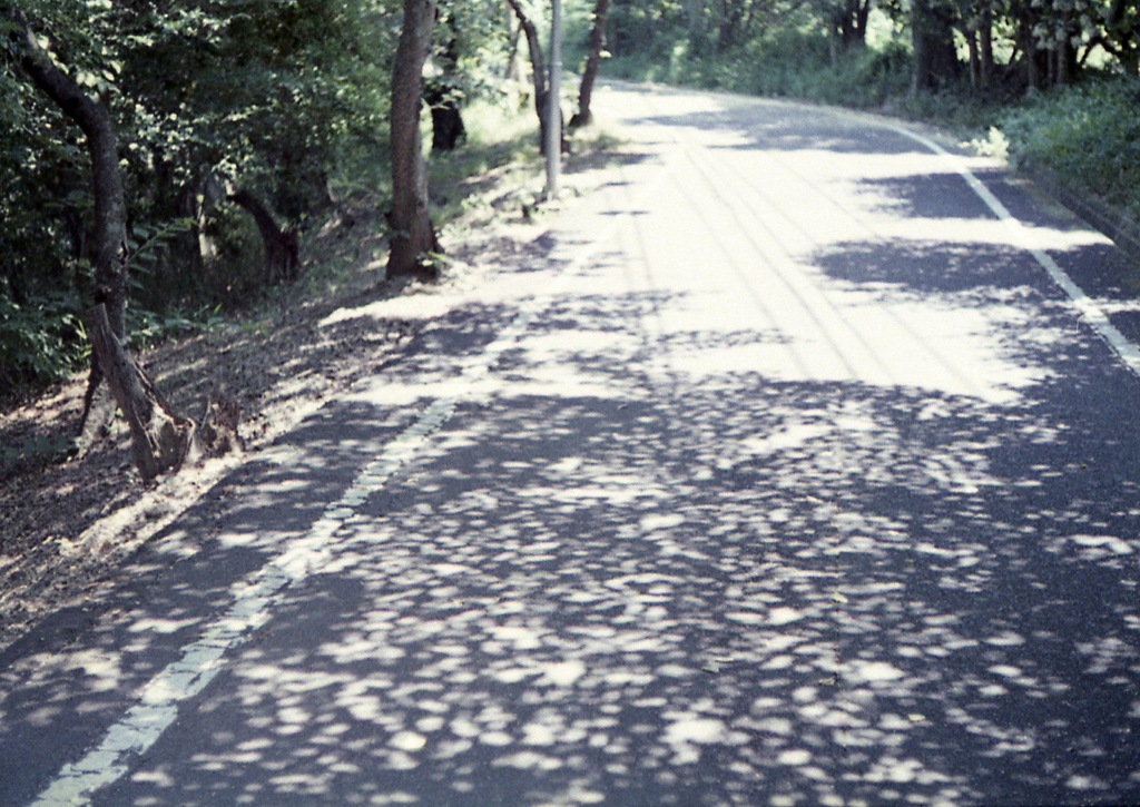 網の目の木陰　～続・三好池を歩く　