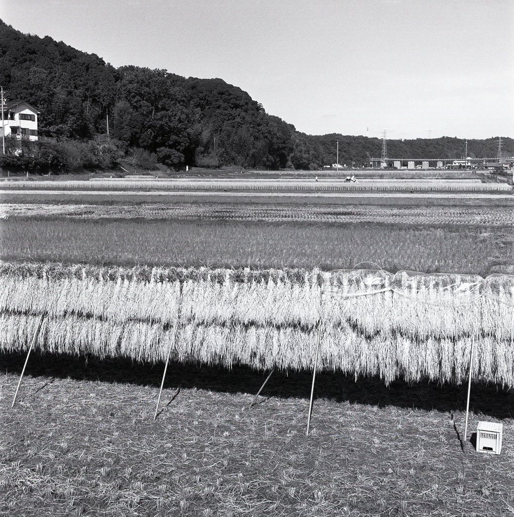 稲架掛けのある風景　～今日の撮影・現像より