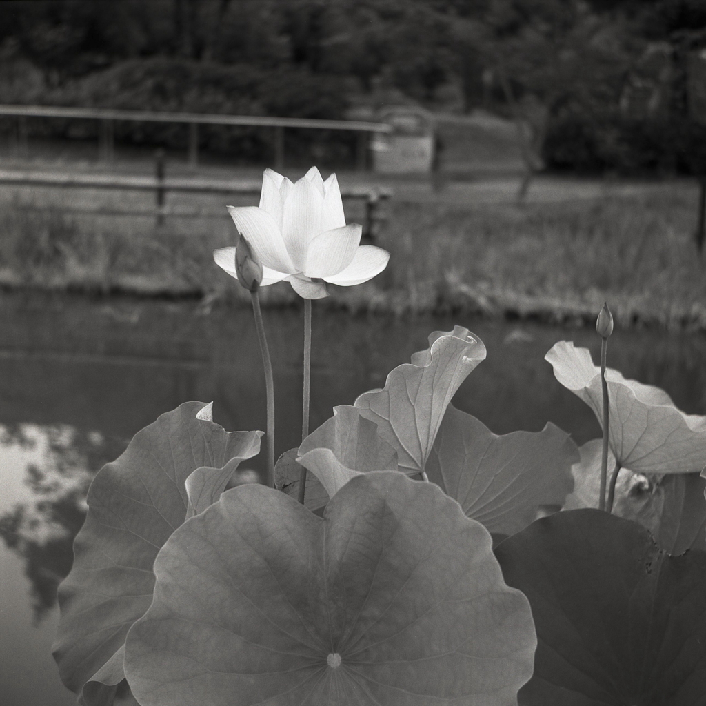 湖水に花ひらく蓮