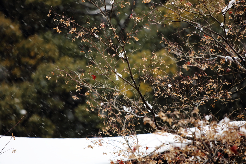 屋根白く雪の止まり木