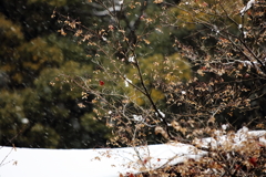 屋根白く雪の止まり木 屋根白く雪の止まり木