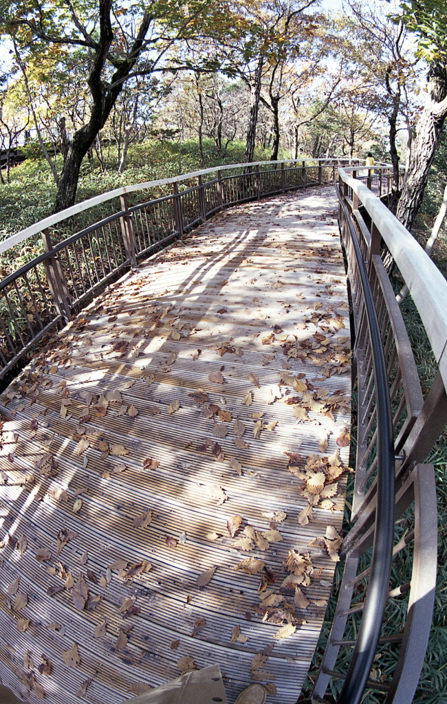 桟橋の枯葉に光差す風景