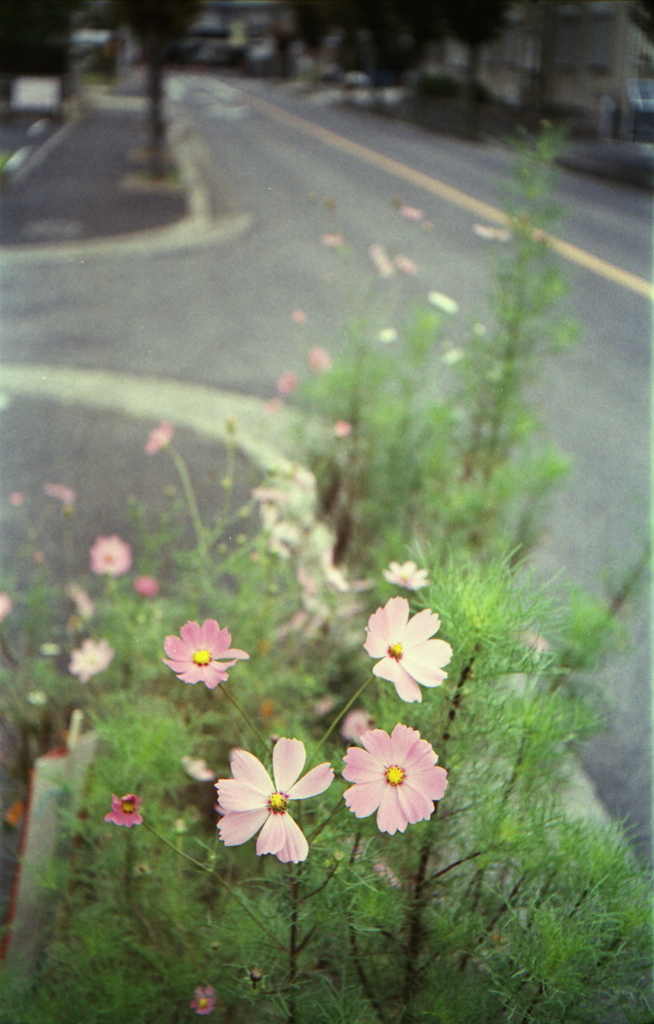 道端の秋桜の花