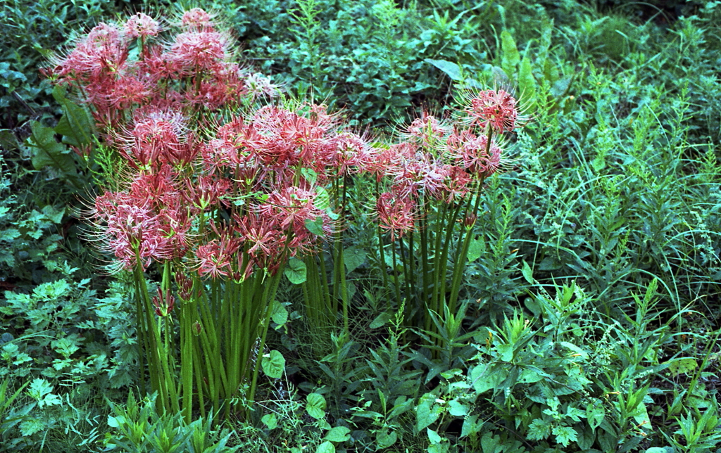 九月の曼殊沙華