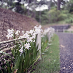 道沿いに咲くシャガの花