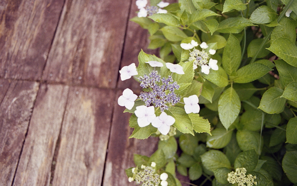 渡りを歩くと迎えてくれた。