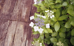 渡りを歩くと迎えてくれた。