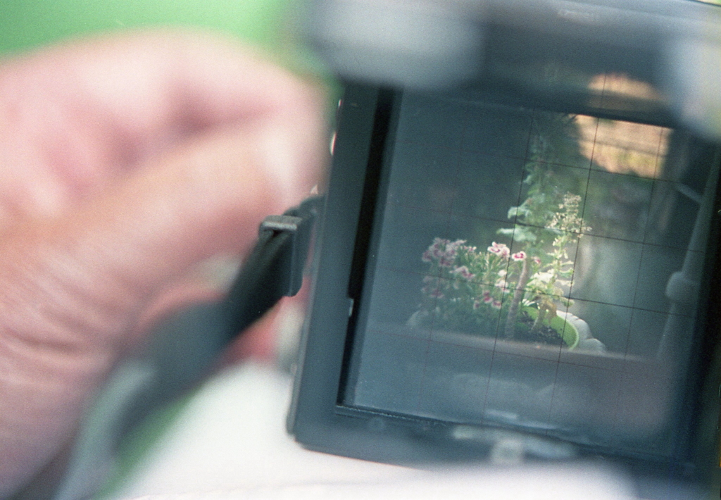 偶には花でも…