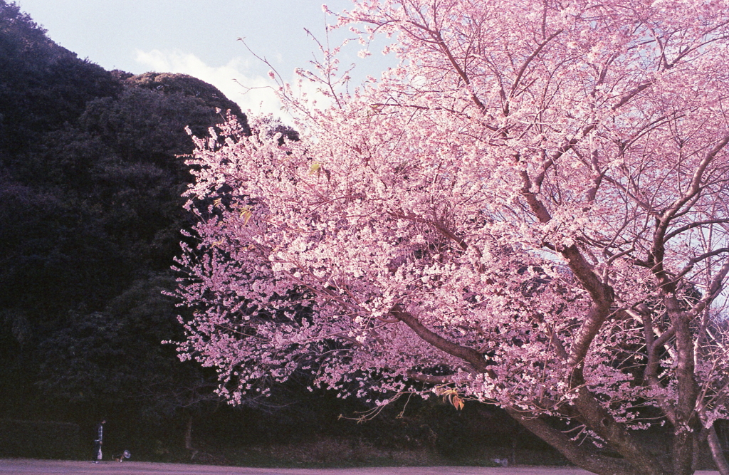 小牧山の冬桜Ⅱ