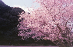 小牧山の冬桜Ⅱ 小牧山の冬桜Ⅱ