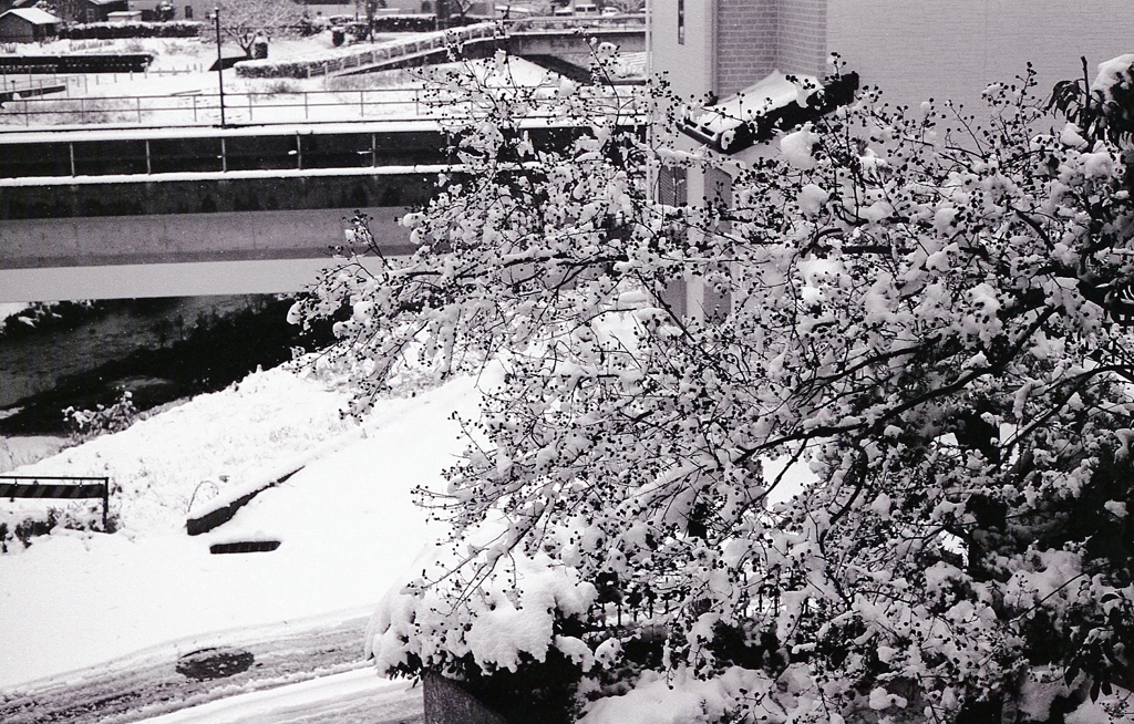 百日紅につもる雪