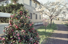 椿と桜の歩道　～マリ散歩の写真日記