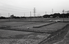 稲刈りの風景