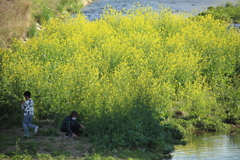 菜の花に佇む母子