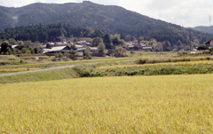黄金色の景色Ⅱ