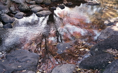 小川に揺れる樹影