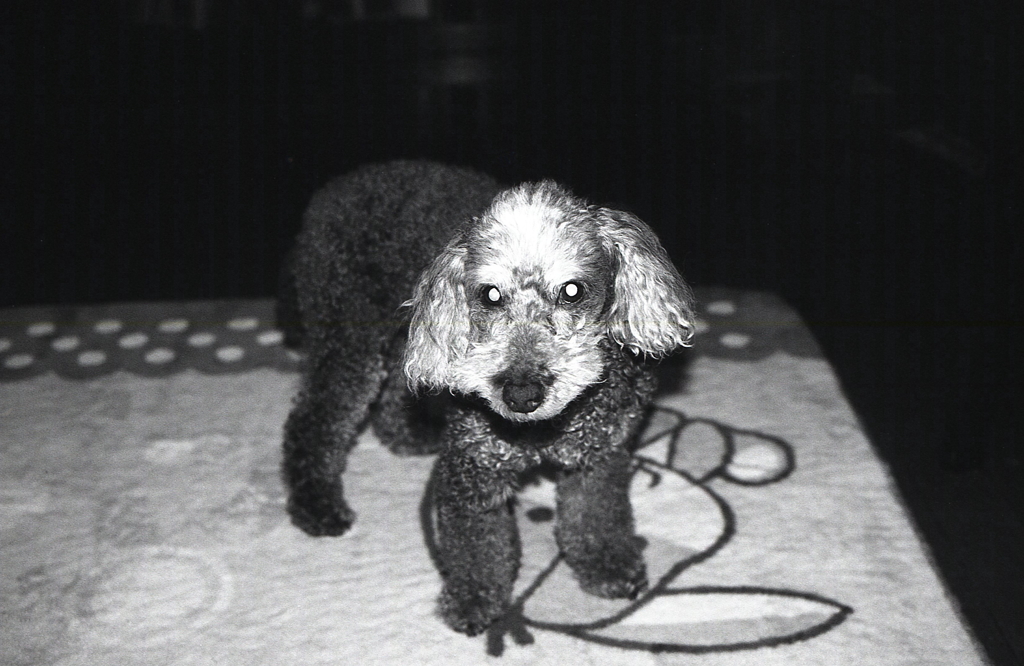 ターミネーターマリ