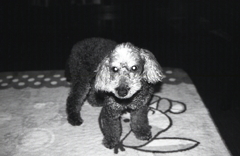 ターミネーターマリ