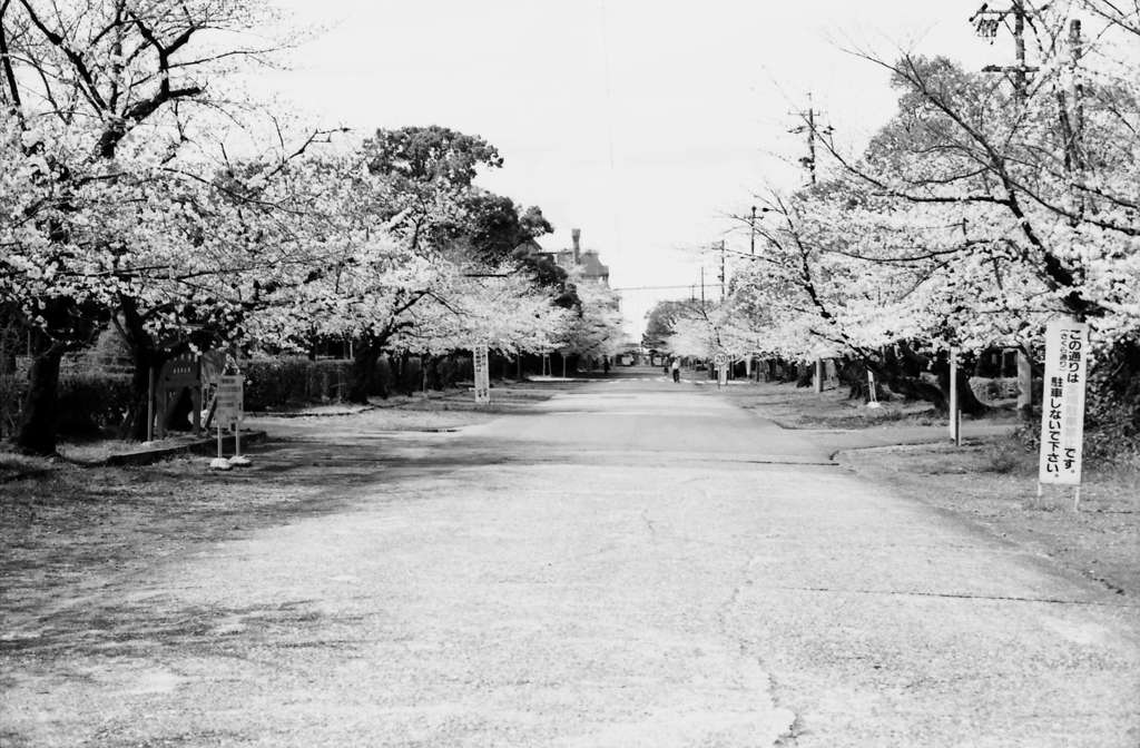 モノクロームな王子の桜 by Canon A-1