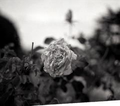 綺麗な薔薇ではないけれど…途切れたモノクロフィルム