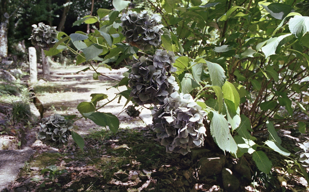初めて見た紫陽花の色