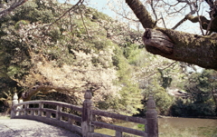 石橋と春の風景