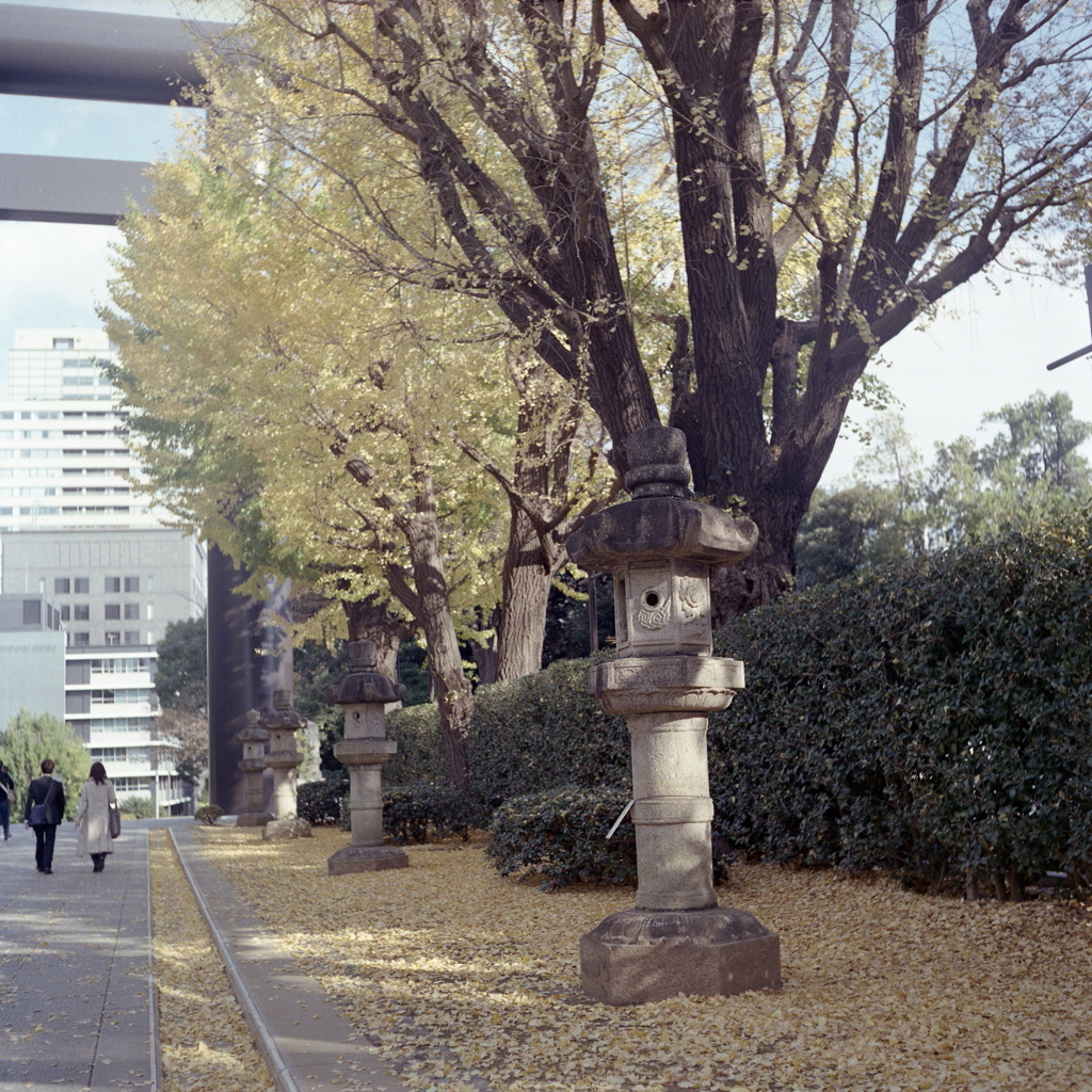 銀杏落葉の石灯篭