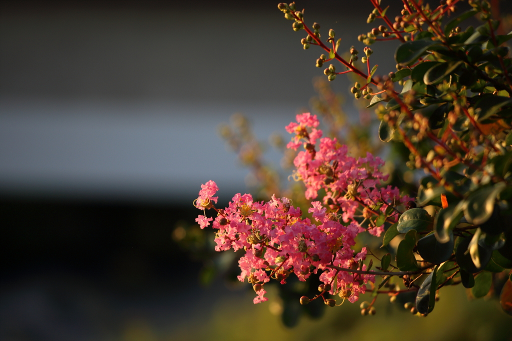 朝日を浴びる百日紅の花