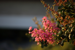 朝日を浴びる百日紅の花