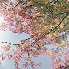 見上げれば青空に紅葉のグラデーションが…