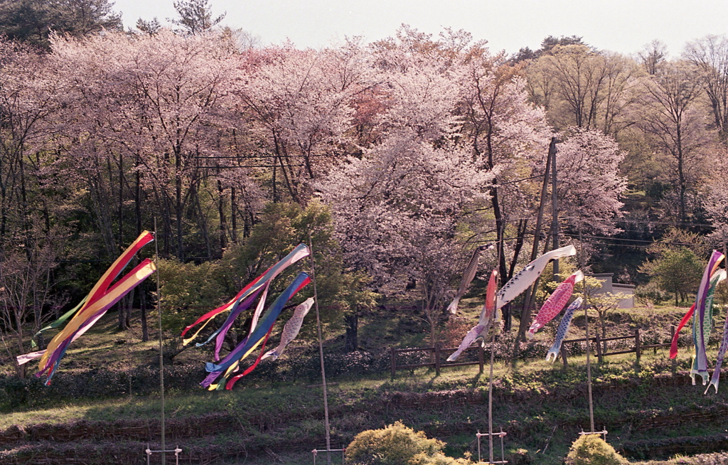 桜に舞う鯉のぼり