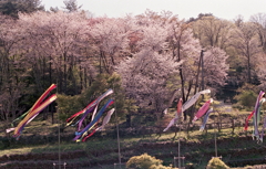 桜に舞う鯉のぼり